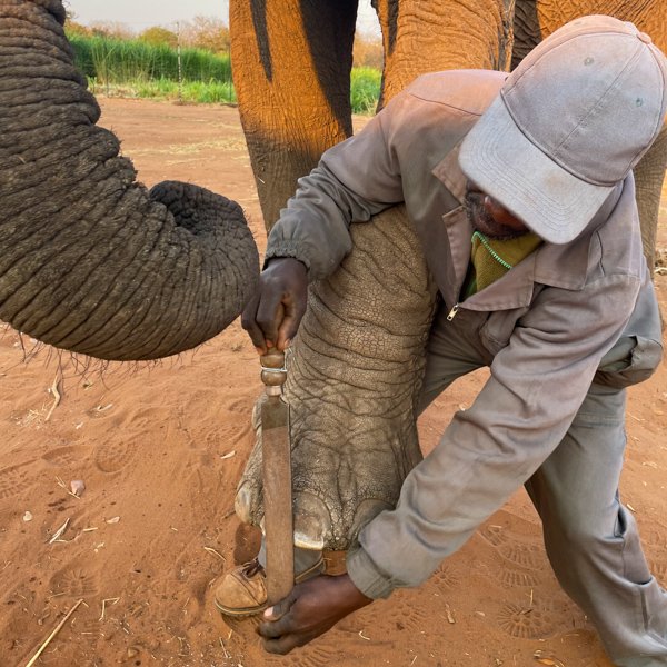 Welfare - elephantCREW