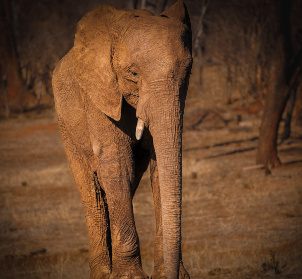 Mainos (1) Mainos (1)