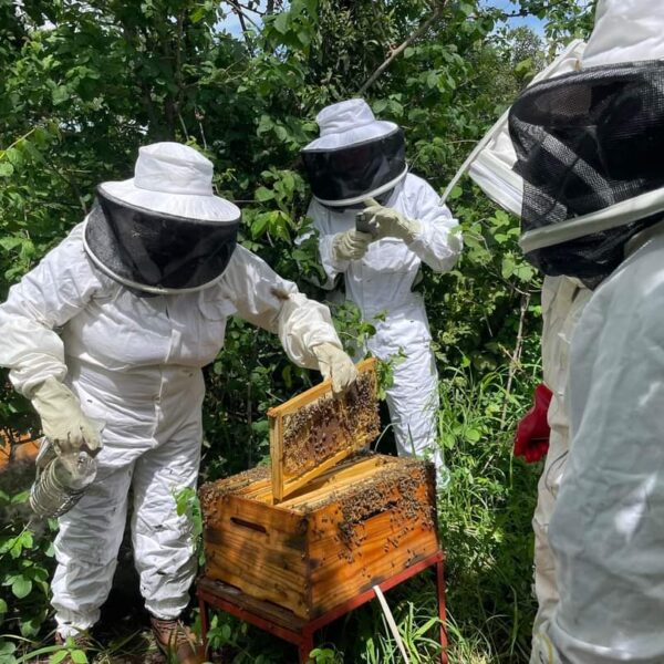 Beehive project in progress.
