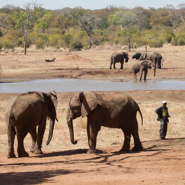 Elephants enjoy some downtime together.