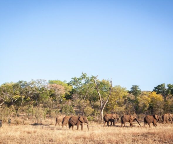 Elephants lead during an Elephant Walk.