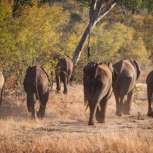 The herd of Elephants walk toward the sunset.