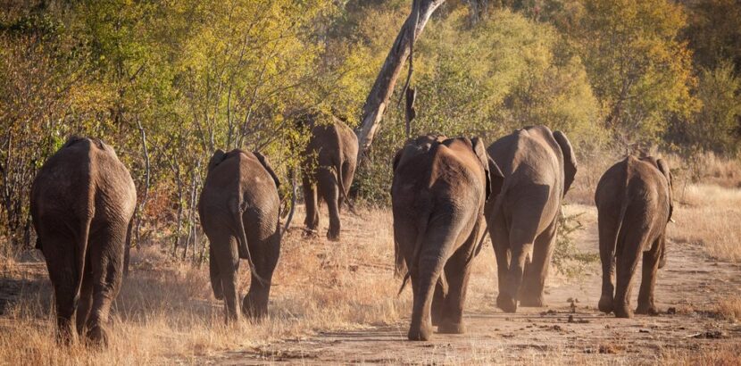 The herd of Elephants walk toward the sunset.