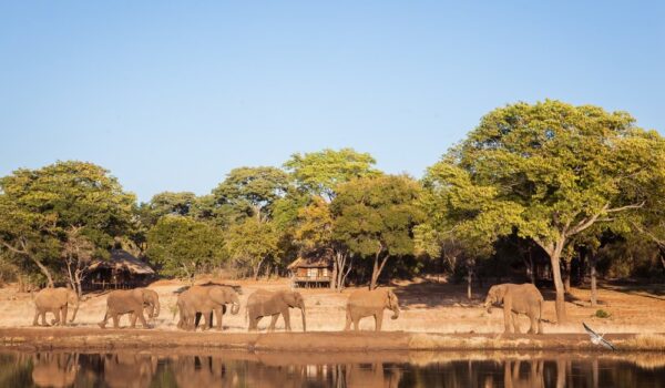 Doma leads the herd of Elephants.
