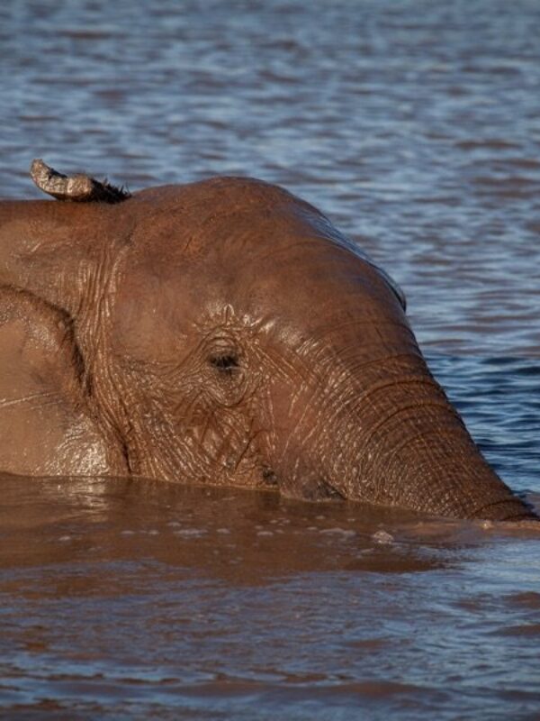 Hwange